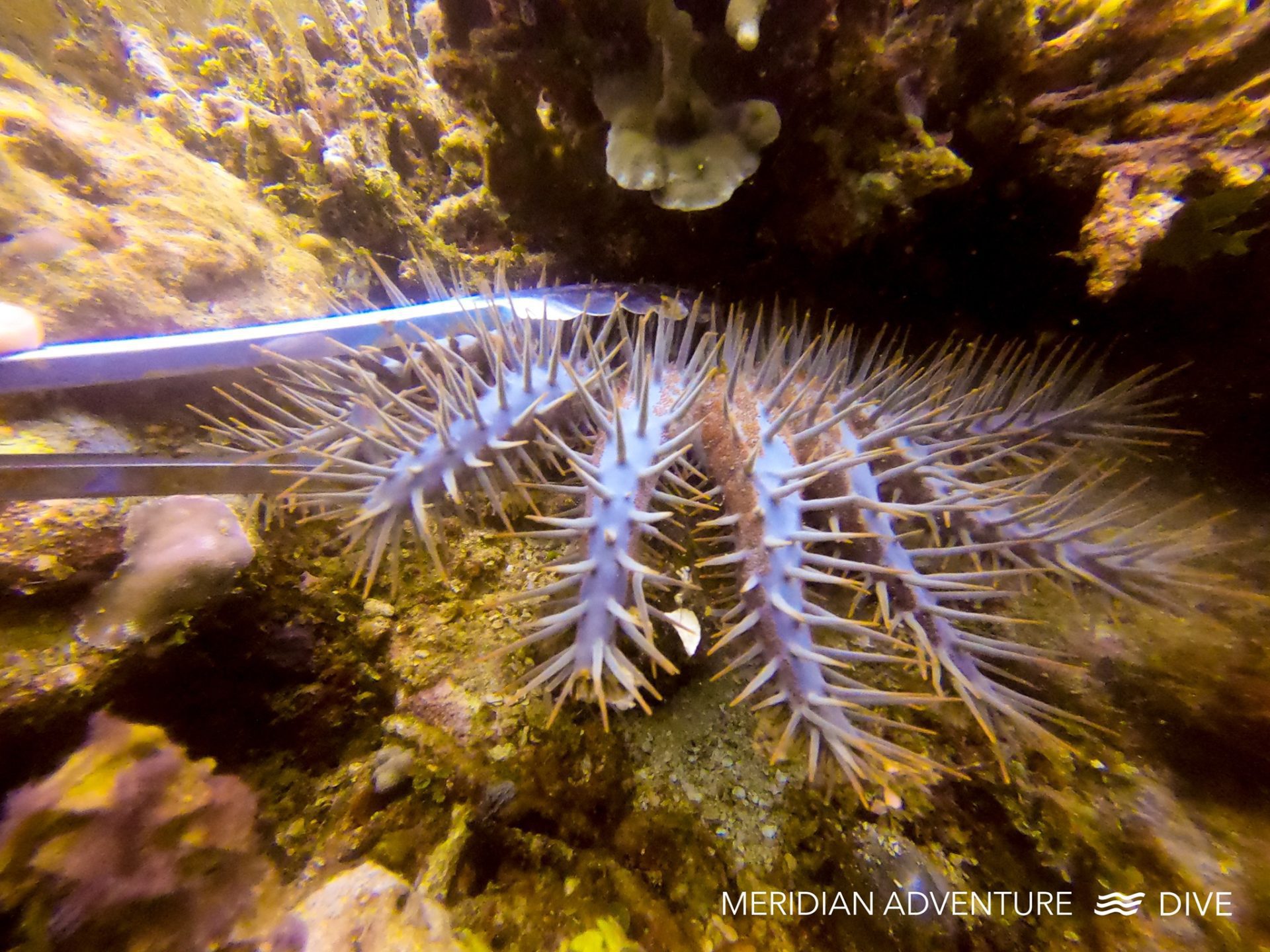Devastating Crown of Thorns Outbreaks