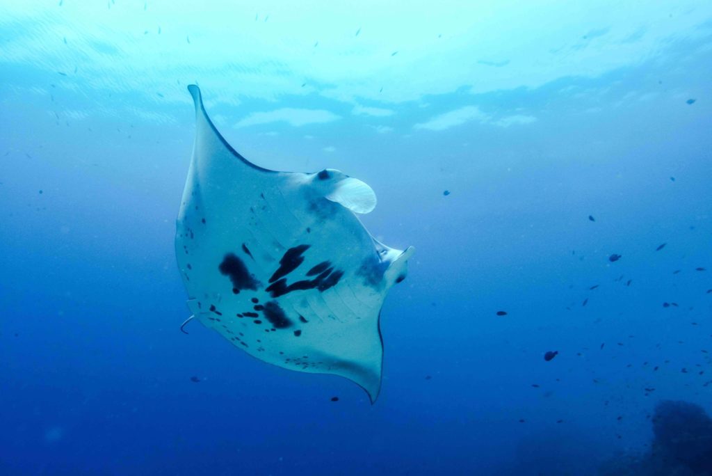 Magical Manta Ray Migration