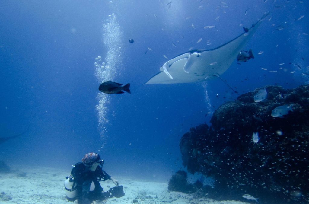 Magical Manta Ray Migration