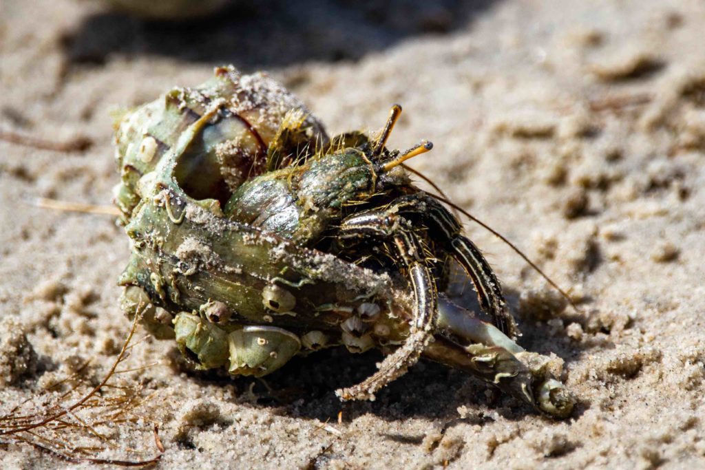 Fascinating Hermit Crabs