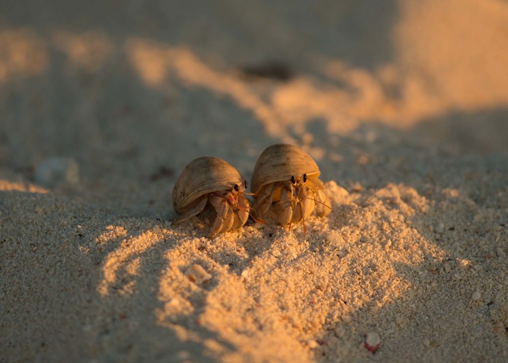 Fascinating Hermit Crabs 5 Fascinating Hermit Crabs
