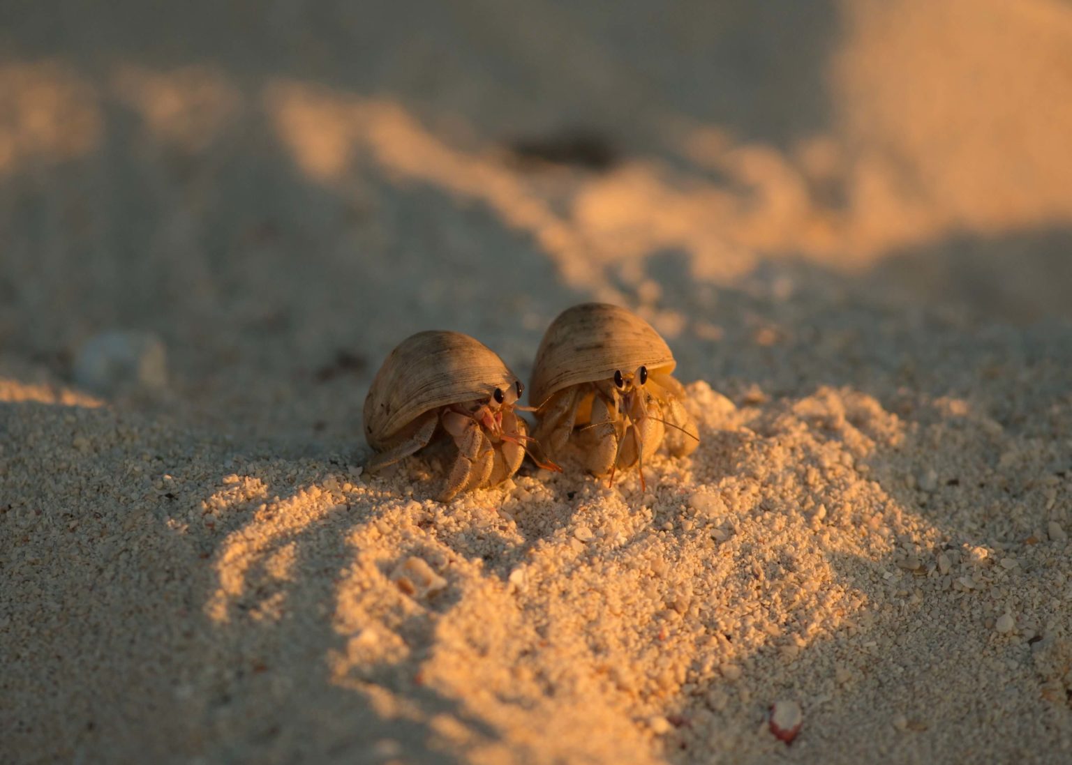 Fascinating Hermit Crabs