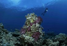 Remote Rowley Shoals a Divers Paradise