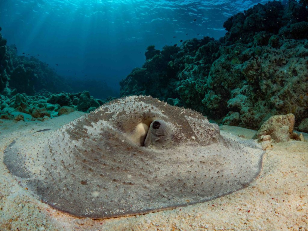 Remote Rowley Shoals a Divers Paradise 4 Credit: Scott Portelli. Porcupine Stingray by OLYMPUS DIGITAL CAMERA