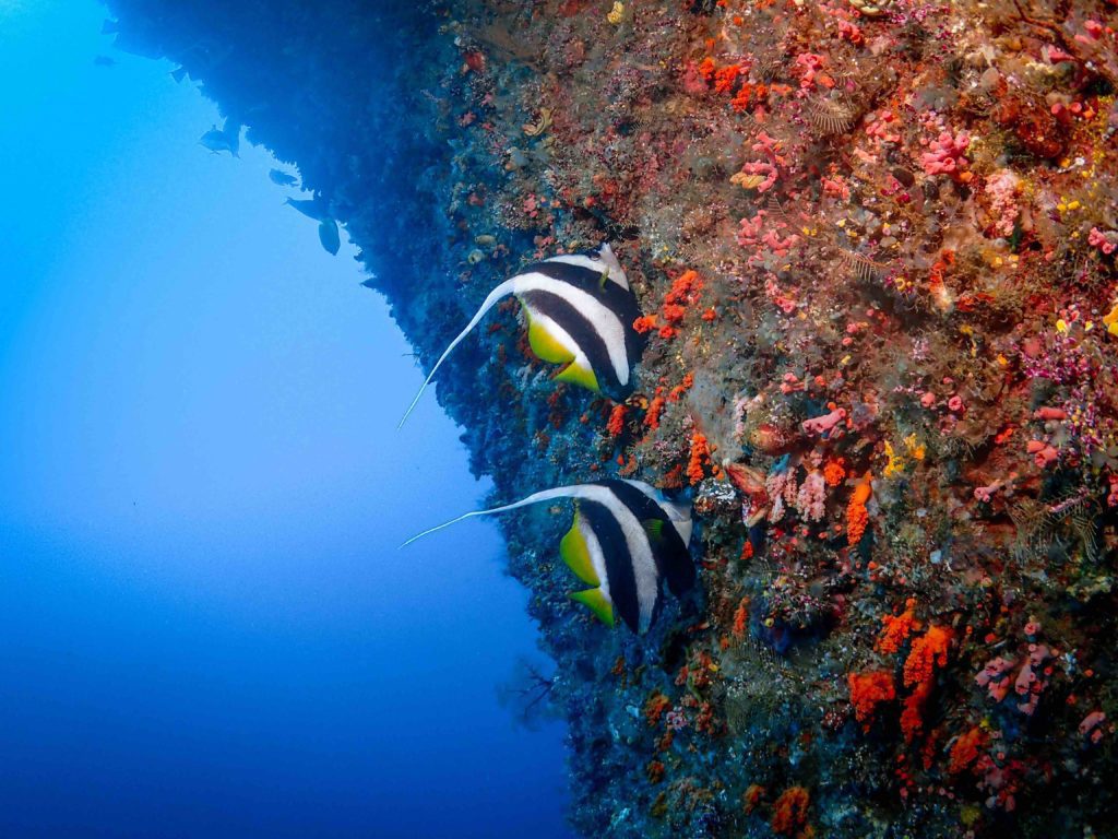 Raja Ampat is Famous for Huge Schools of Fish