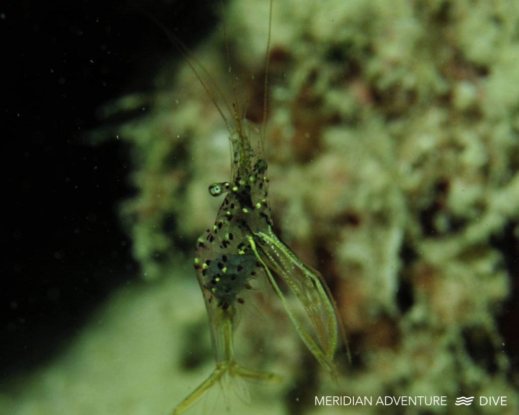 Seeking Small Creatures in Raja Ampat 4 Seeking Small Creatures in Raja Ampat