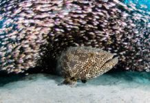 Explore Breathtaking Ningaloo Reef