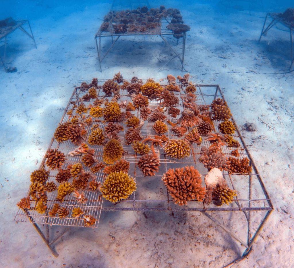 One of the World’s Largest Coral Nurseries Planned in Maldives