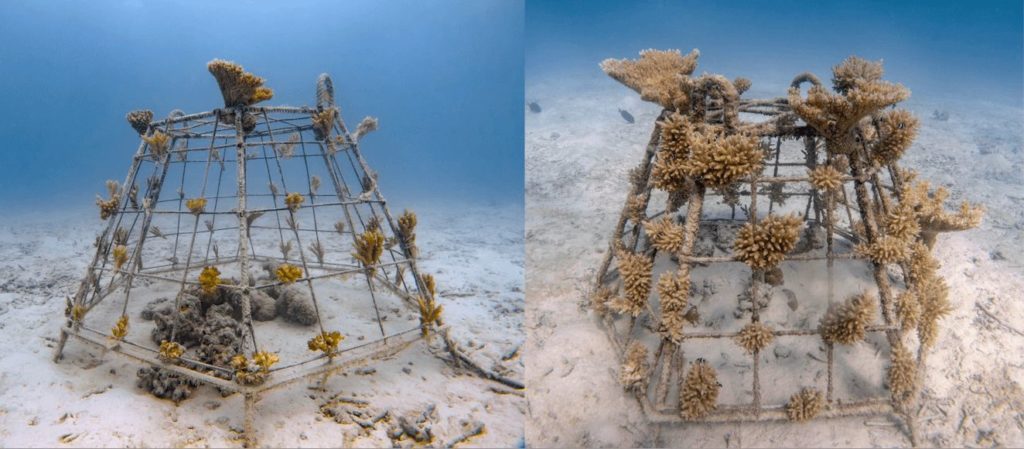 One of the World’s Largest Coral Nurseries Planned in Maldives 2 Located at the outer edge of the house reef, the coral nursery at Soneva Fushi will comprise 432 table structures, arranged in three circular clusters. The project is divided into three distinct phases: the initial installation phase, where the tables and nursery infrastructure will be placed into the water, expected to take up to three months; a two- to three-month population phase, which will include scouting for donors and creating a detailed database to record taxonomy, growth and survival rates; and the third, ongoing maintenance and monitoring phase to ensure the health of the corals, monitor predation and verify that the MAT equipment is fully functional. Each table structure will be given its own unique code, where coral growth rates and health are recorded twice a year. The restoration site at Soneva Fushi will be constantly monitored via an Aqualink Smart Buoy, which records temperatures at both the surface and the ocean floor, with all data accessible through the cloud. In phases two and three of the project, guests at Soneva Fushi will be invited to join in the restoration efforts themselves – a unique opportunity to be part of this ground-breaking project.