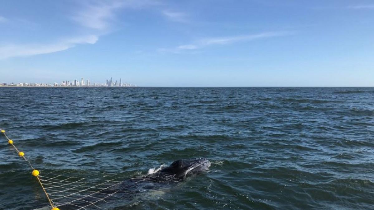 juvenile humpback whale tangled in shark nets