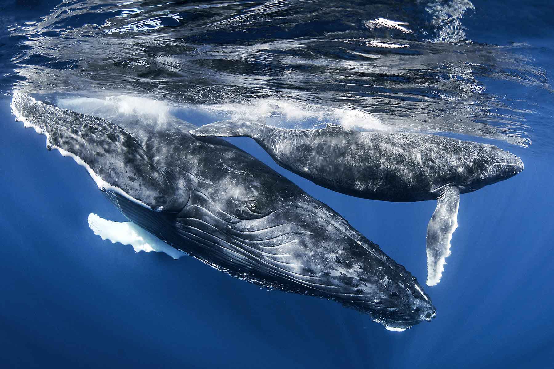 two humpback whales