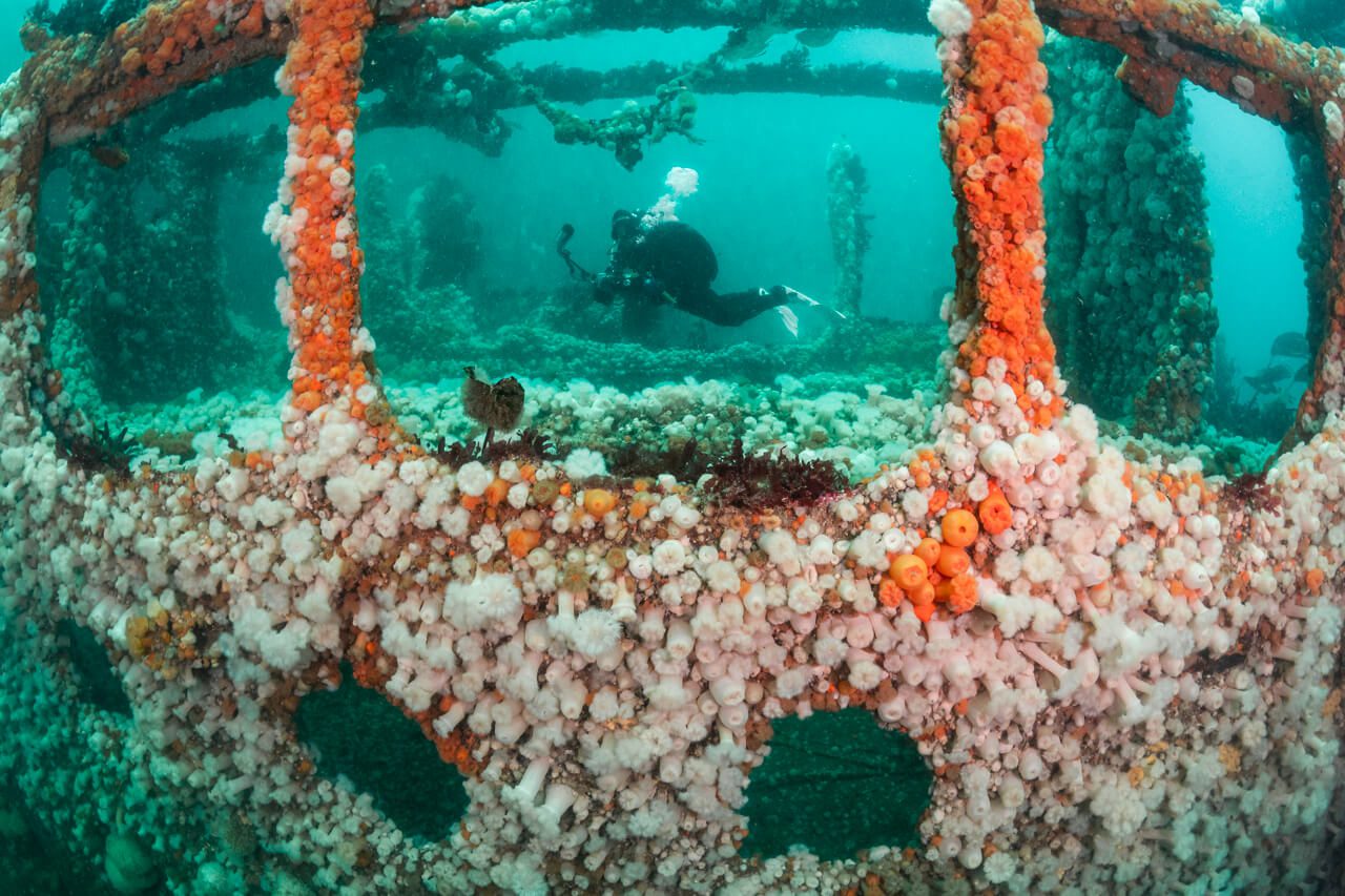 Underwater Photographer of the Year 2021 12 Underwater Photographer of the Year 2021 11