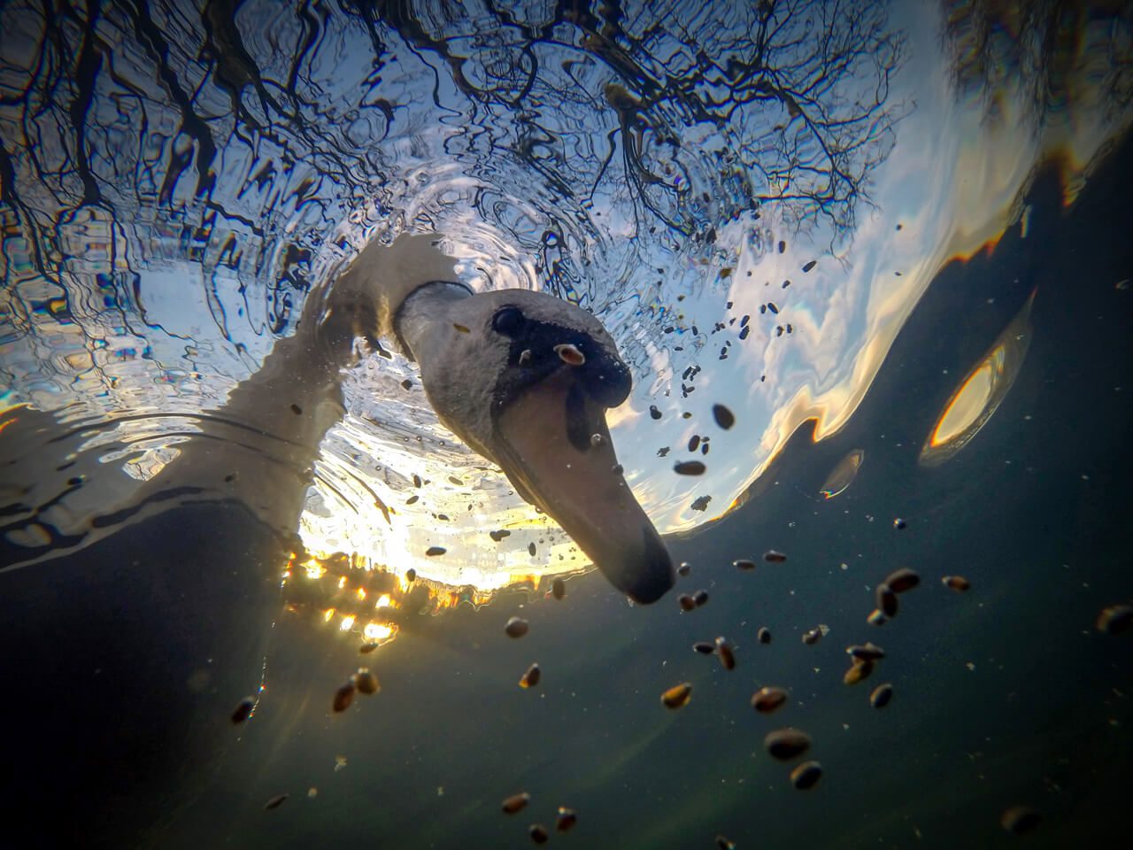 Underwater Photographer of the Year 2021 12