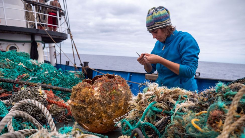Marine animals living on Pacific Ocean garbage patch
