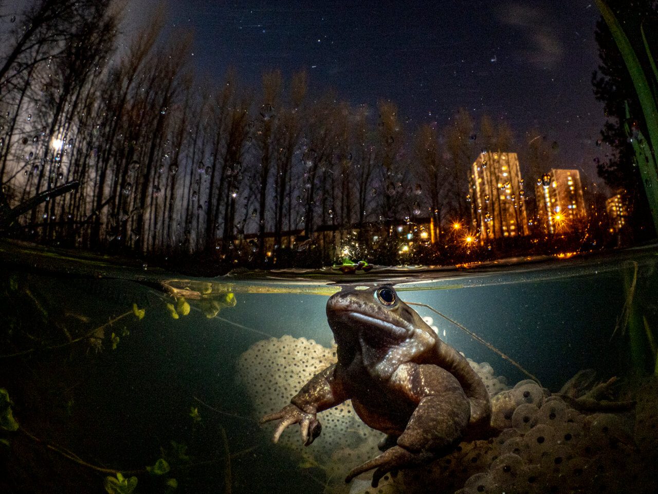 Underwater Photographer of the Year 2021 2