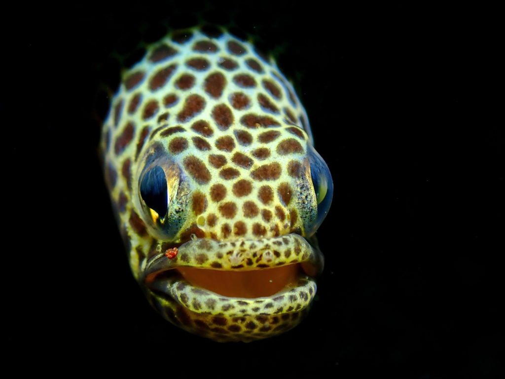   DOT Photographer of the Year and 1st Place, Compact Class - Fish Portrait Category, Teresa Sy Ortin    1st Place, Compact Class - Macro/Supermacro Category, Rafael Francisco    1st Place, Compact Class - Marine Behavior Category, Regie Casia    1st Place, Compact Class - Nudibranch Category, Penn De Los Santos     1st Place, Open Class - Fish Portrait Category, Dennis Corpuz    1st Place, Open Class - Macro/Supermacro Category, Dennis Corpuz     1st Place, Open Class - Marine Behavior Category, Ariel Locsin    DOT Photographer of the Year and 1st Place, Open Class - Nudibranch Category, Dennis Corpuz    Winner, Special Award - Blackwater, Dennis Corpuz    Winner, Special Award - Wide Angle, Paul Joseph Aristorenas