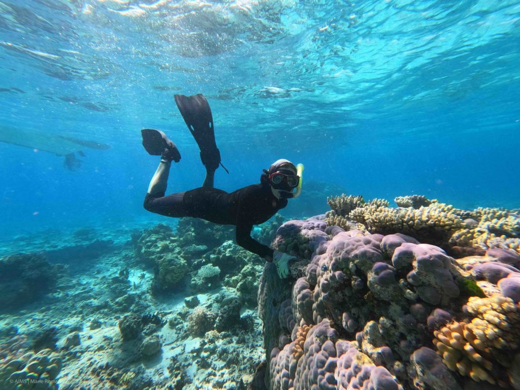 Great Barrier Reef baby boom