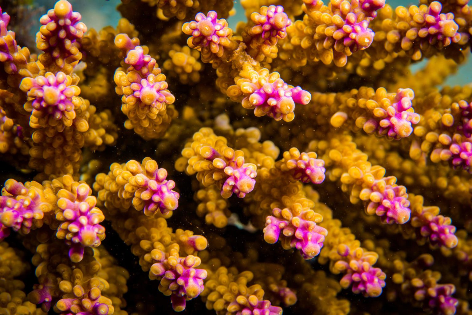 Coral IVF babies