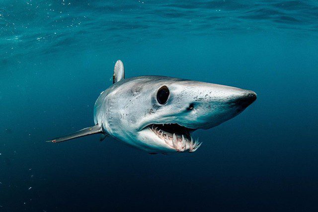 mako sharks