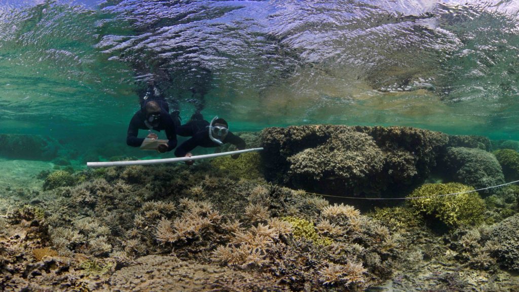 Successful Coral Farming in Fiji