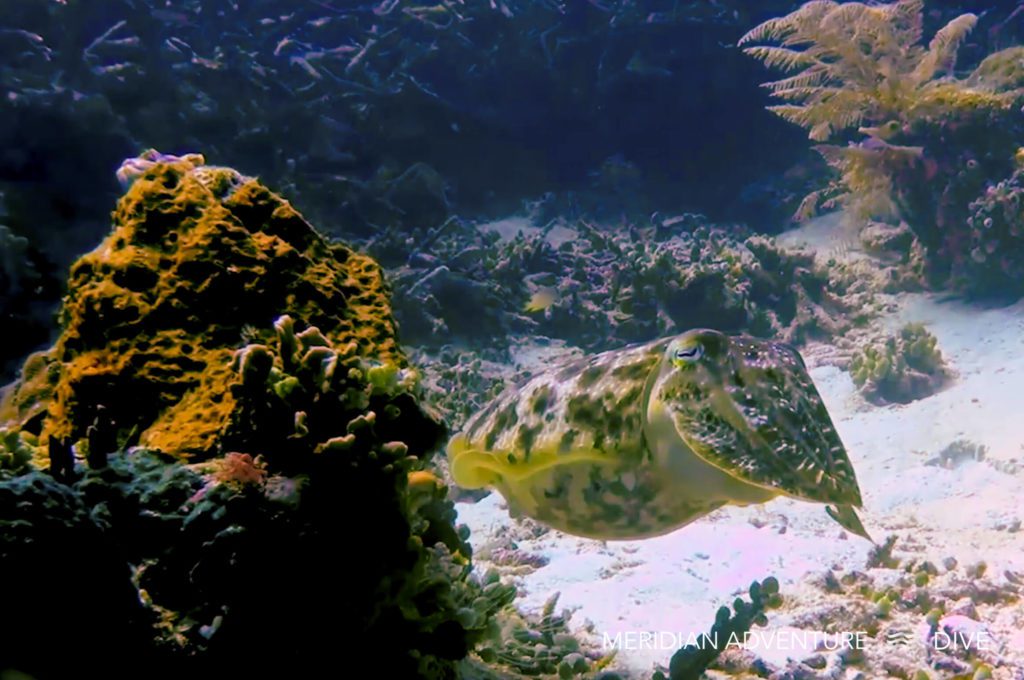 Big Cuttlefish The Raja Ampat Creature Feature Series 1 Big Cuttlefish The Raja Ampat Creature Feature Series