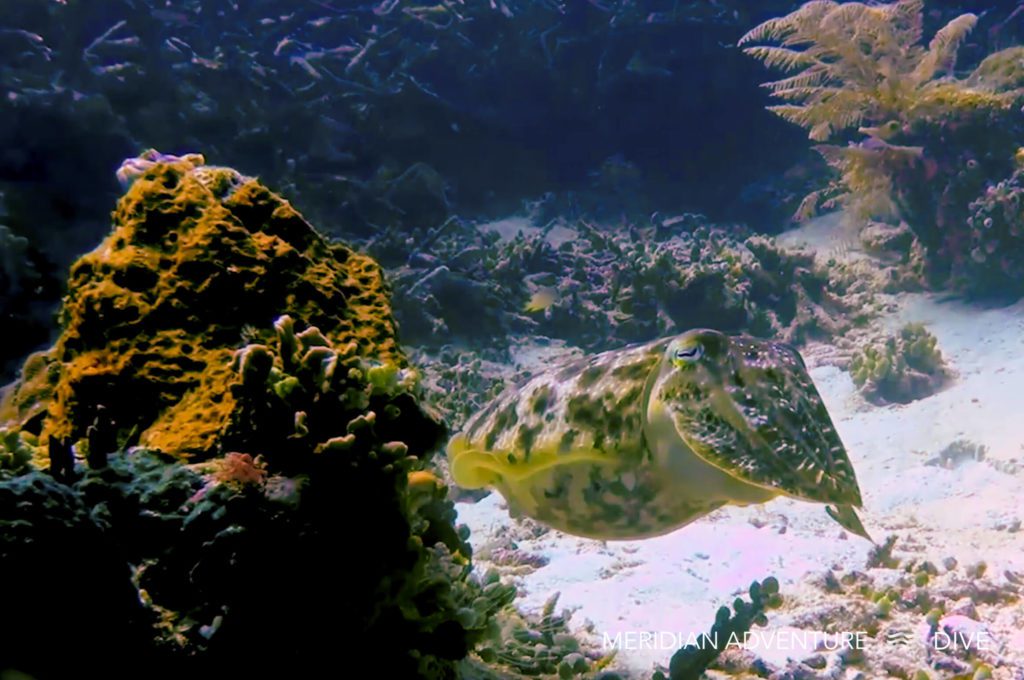 Big Cuttlefish The Raja Ampat Creature Feature Series 