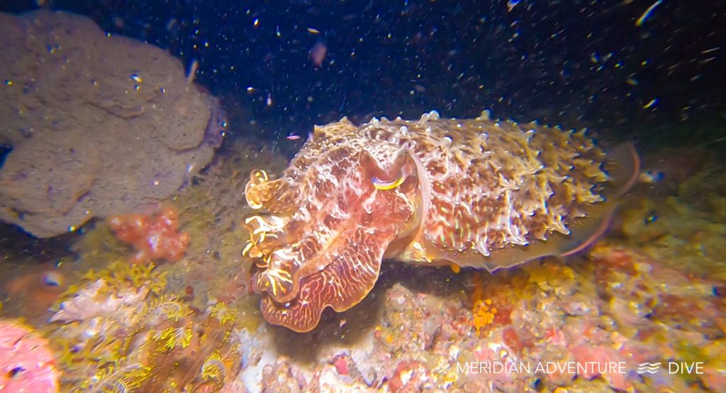 Big Cuttlefish The Raja Ampat Creature Feature Series 