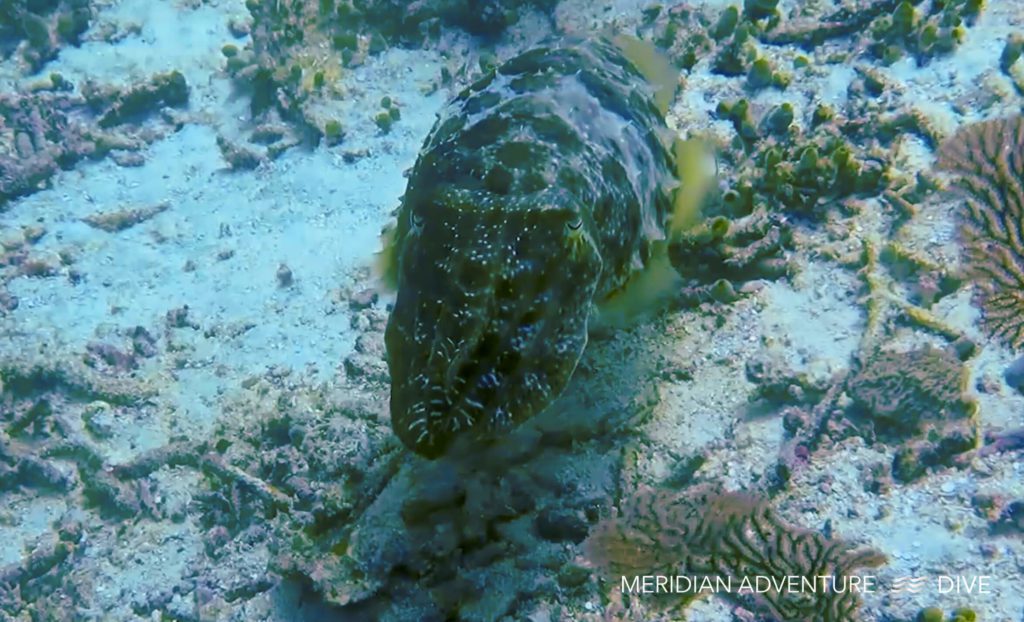 Big Cuttlefish The Raja Ampat Creature Feature Series 
