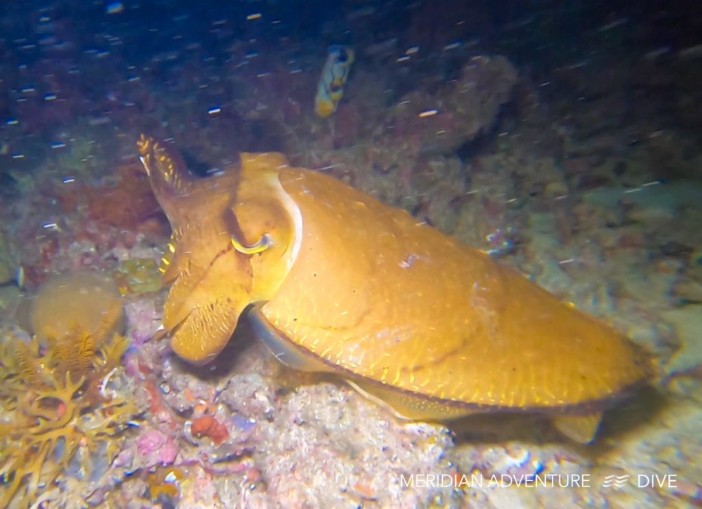 Big Cuttlefish The Raja Ampat Creature Feature Series 