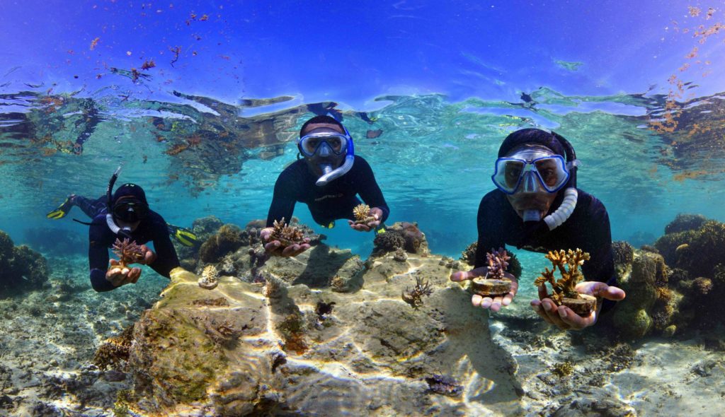 Successful Coral Farming in Fiji