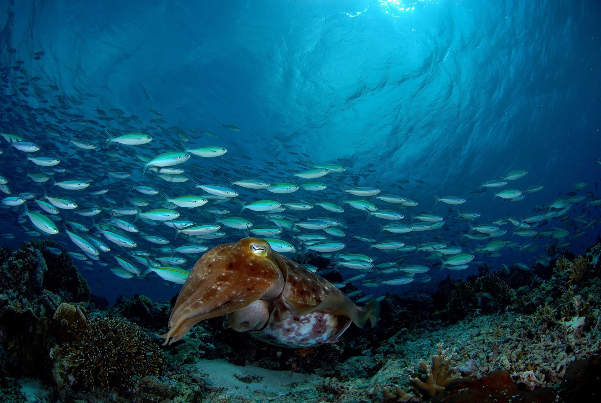 Big Cuttlefish The Raja Ampat Creature Feature Series
