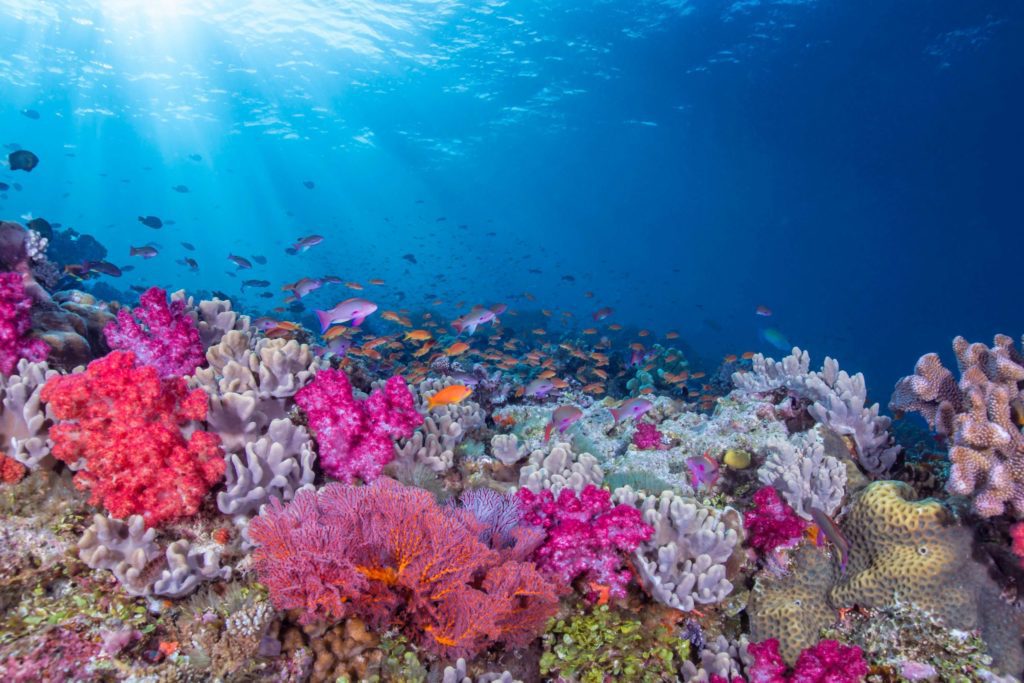 Guide to the Best Diving in Fiji