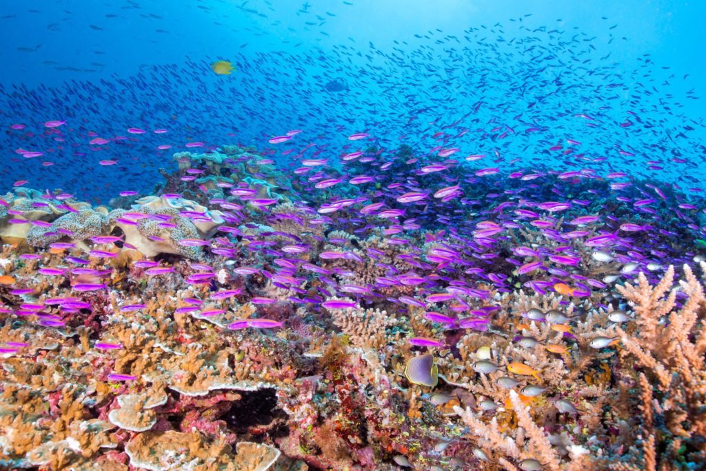 Guide to the Best Diving in Fiji