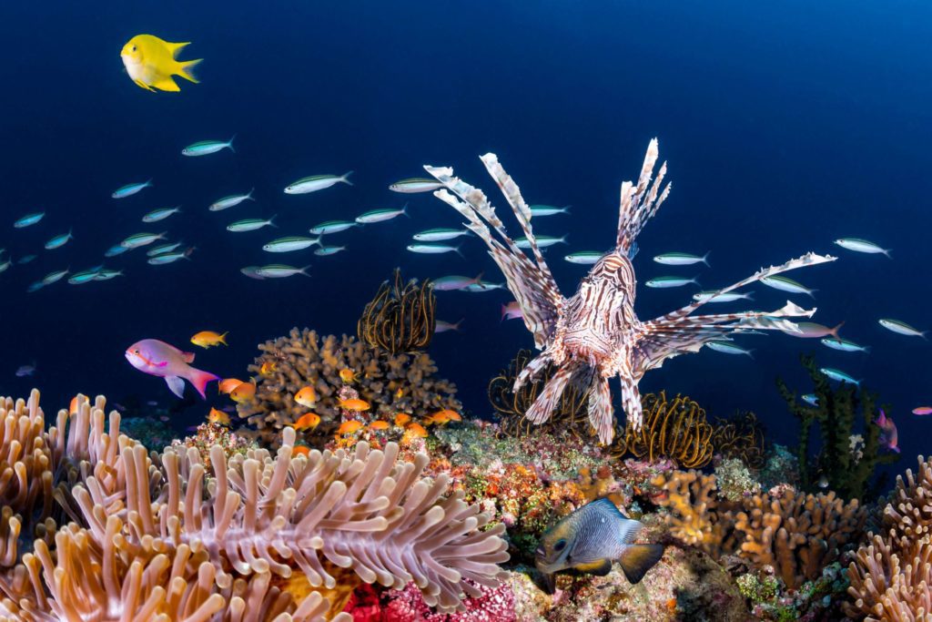 Fiji a Guide to the Best Diving 3 Guide to the Best Diving in Fiji