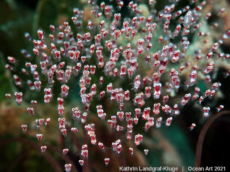 Ocean Art 2021 photo competition winners revealed 12 Ocean Art 12