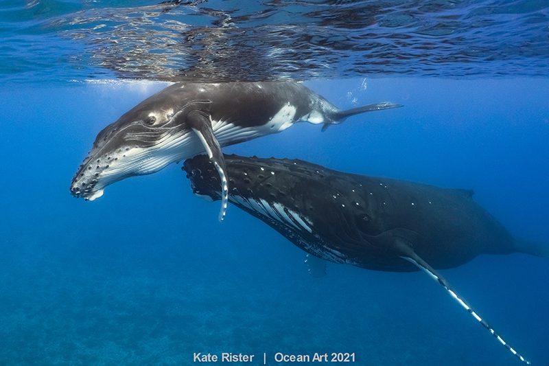 Ocean Art 2021 photo competition winners revealed 11 Ocean Art 11