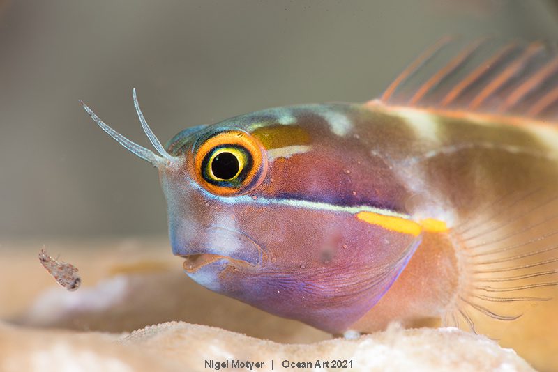 Ocean Art 2021 photo competition winners revealed 3 Ocean Art 3