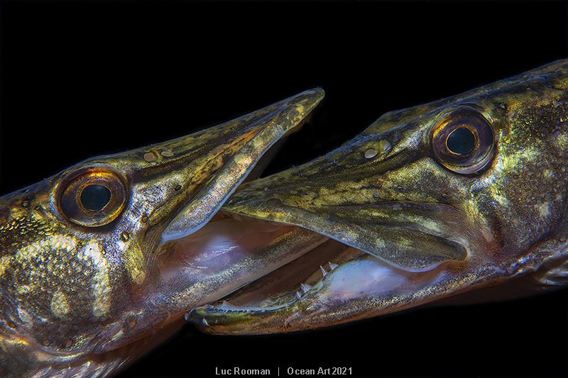 Ocean Art 2021 photo competition winners revealed 1 Ocean Art 1