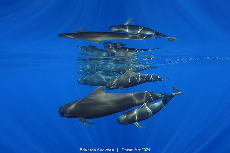 Ocean Art 2021 photo competition winners revealed 2 Ocean Art 2