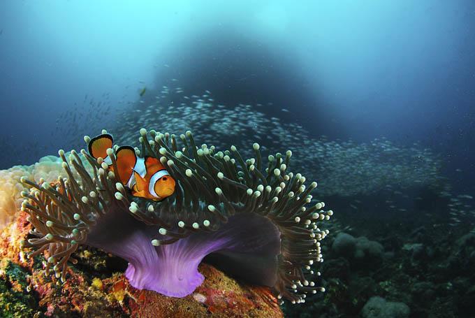 Clown Fish & Anemone