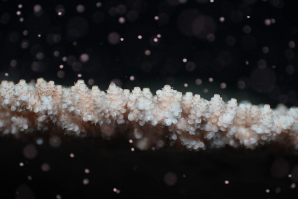 Tourism operators key to large-scale coral restoration 2 Tourism operators key to large-scale coral restoration