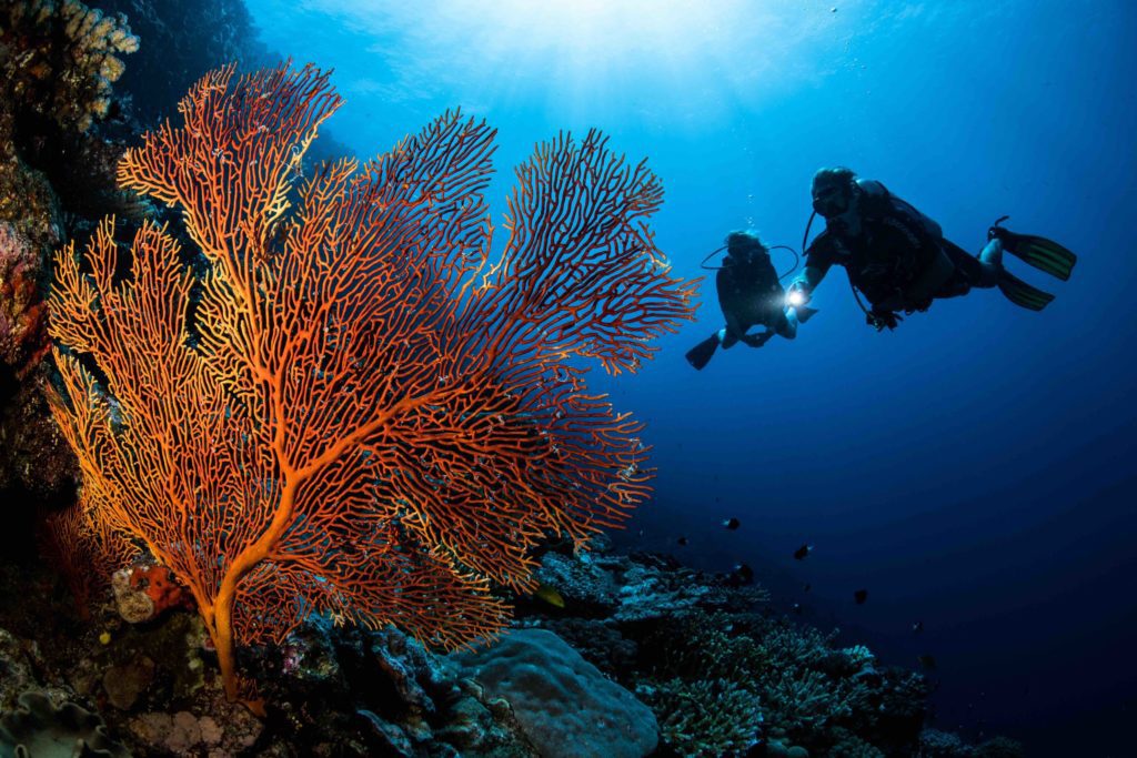 Guide to the Best Diving in Fiji