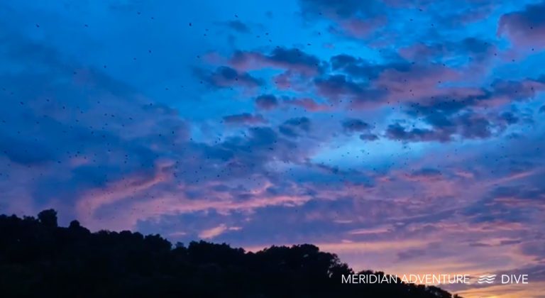 Spectacular Sunset Migration of Fruit Bats