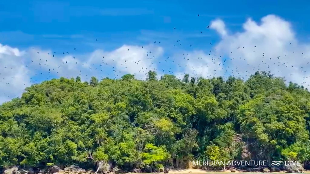 Spectacular Sunset Migration of Fruit Bats 1 Spectacular Sunset Migration of Fruit Bats