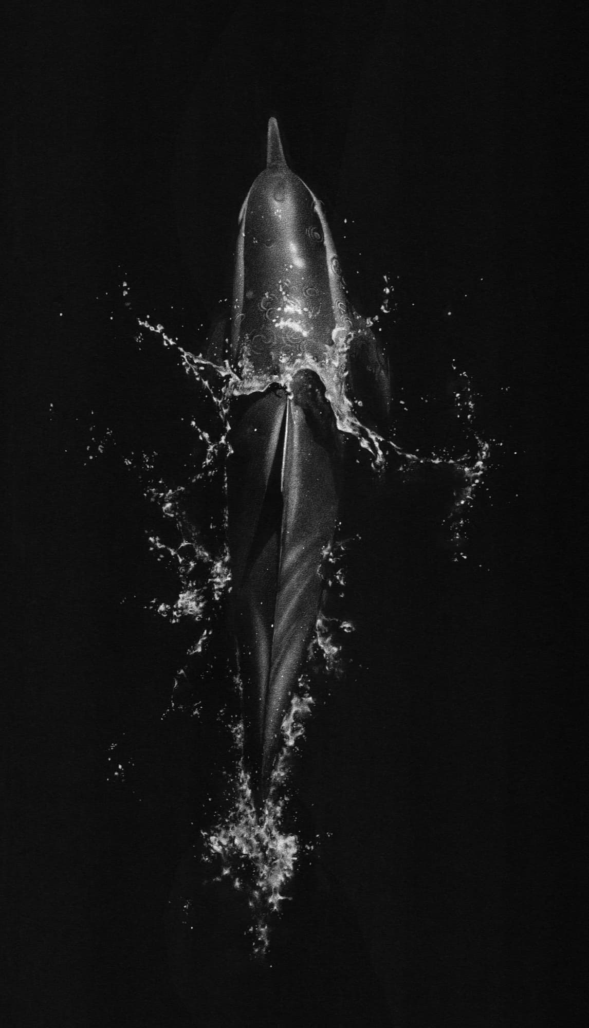 Black and White Dolphin in the Open Sea