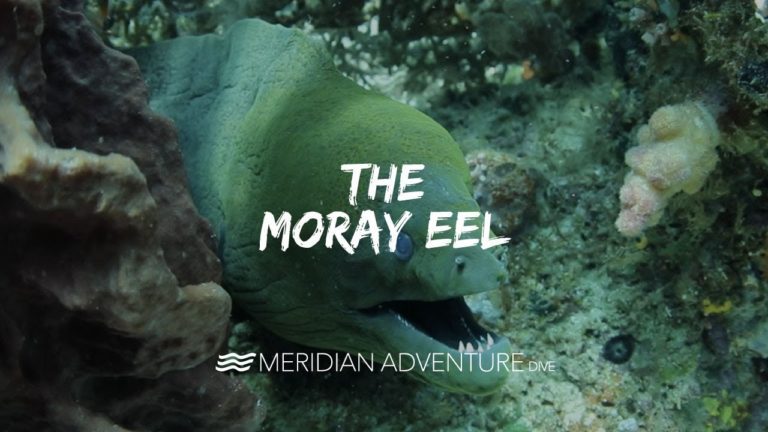 Magnificent Moray Eel