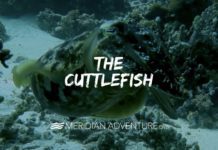 Amazing Floating Cuttlefish