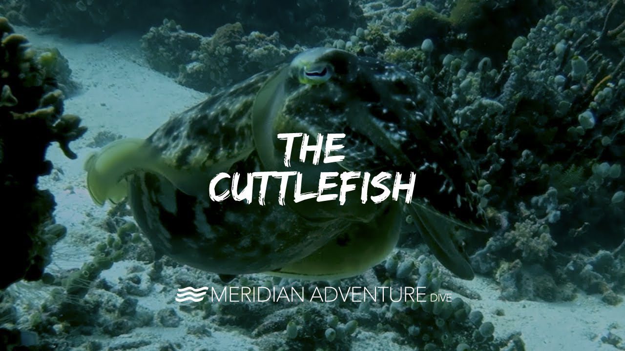 Amazing Floating Cuttlefish