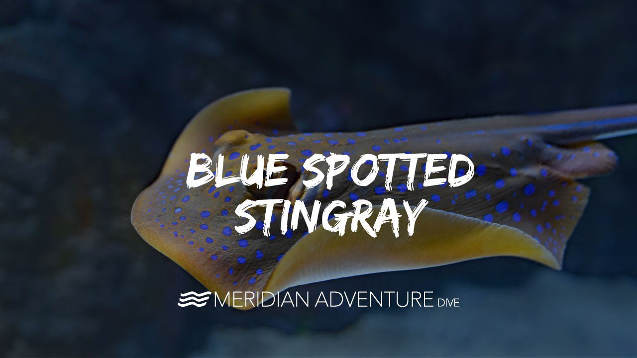 Beautiful Blue Spotted Sting Ray
