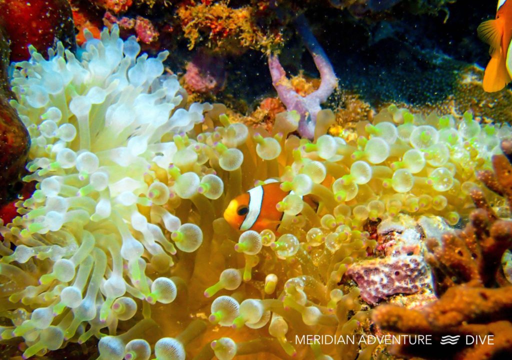 Clownfish The Raja Ampat Creature Feature